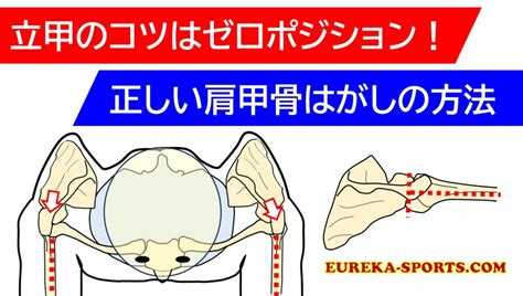 立甲|立甲のコツはゼロポジション！正しい肩甲骨はがしの。